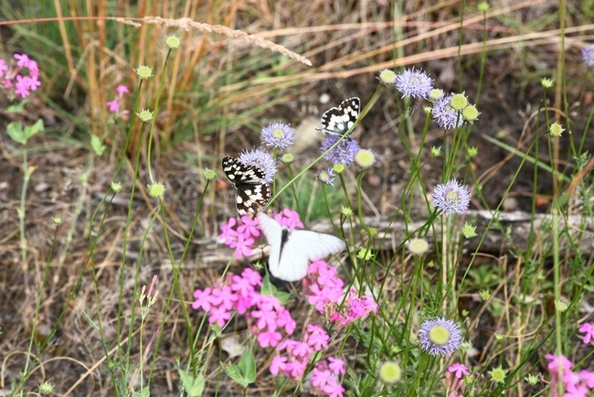 AMBIENTAZIONE FARFALLE PARCO DEL TICINO